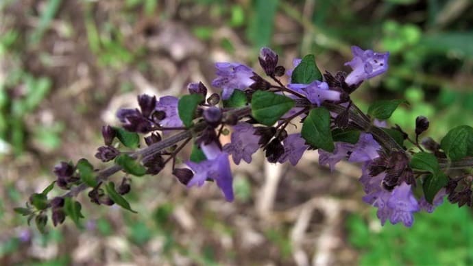 ヤマハッカ(山薄荷)ニホンハッカ(日本薄荷)イヌコウジュ(犬香需)ナギナタコウジュ(薙刀香需)クロコノマチョウ・今朝のスズメガ・俳句鑑賞