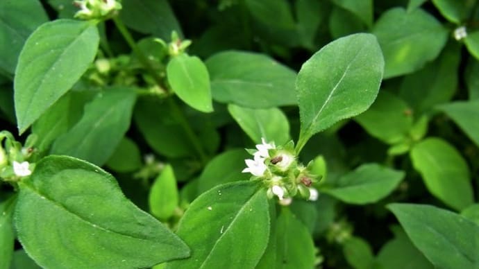 ハシカグサ(麻疹草)・ヒツジグサ(未草)・アオモンイトトンボ・モノサシトンボ・チョウトンボ・日記・俳句鑑賞