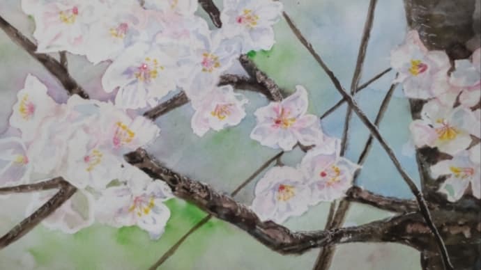 桜を描く2