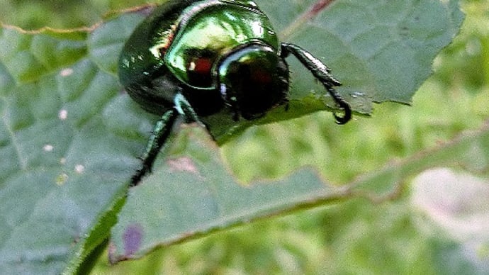 昆虫観察 甲虫目編 コガネムシは綺麗でも害虫、ヒメコガネ、マメコガネ、他。
