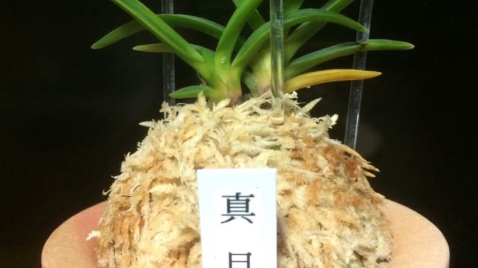 真月 B3