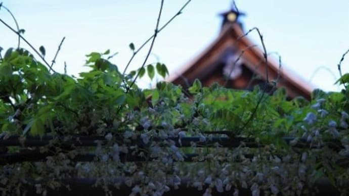 藤棚巡り ~曼荼羅寺公園~