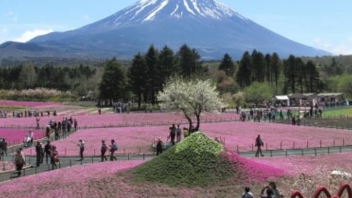 富士芝桜まつり2024（息をのむピンク）