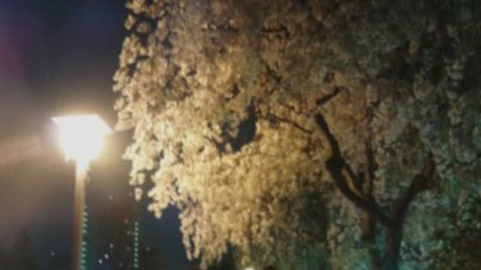 福井の夜桜！