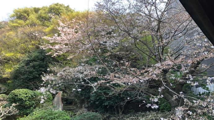 国宝と 花を観にいく 四月かな🌸