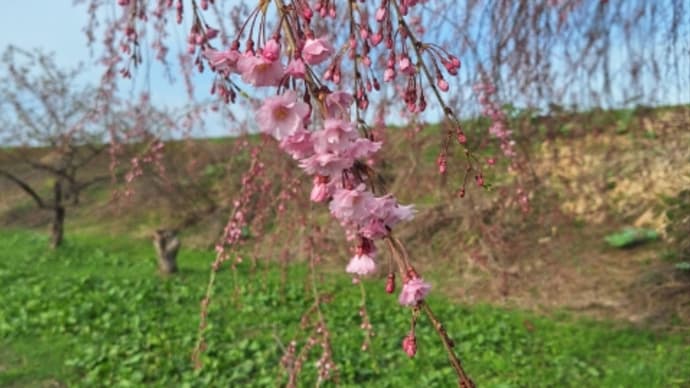 さくら🌸