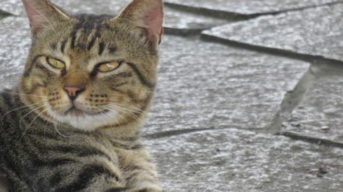 ドライブで猫