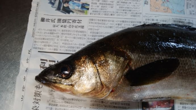 尾長グレ