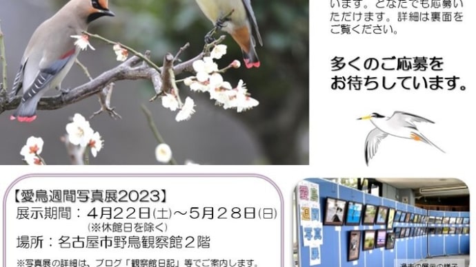 明日まで！愛鳥週間写真展の作品募集