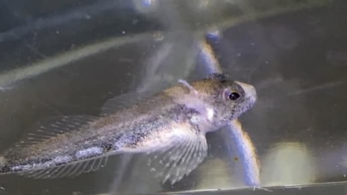 ウツセミカジカ ベビー