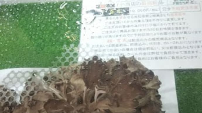 マイタケ1個1万円 バスツアー2