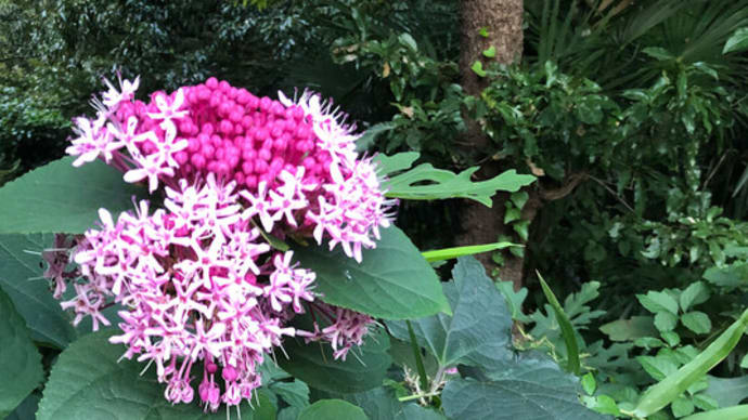ウオーキング中に出会った植物など＿ボタンクサギ（牡丹草木）の花