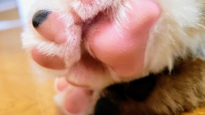 翡翠さんへ