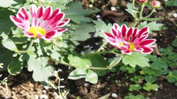 菊の季節