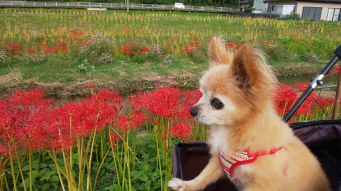 サクタロウの病気🐶闘病記