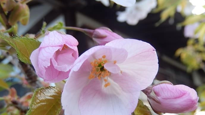 神社境内の桜 4月 ⑥(ミクルマガエシ・オオシマザクラ)
