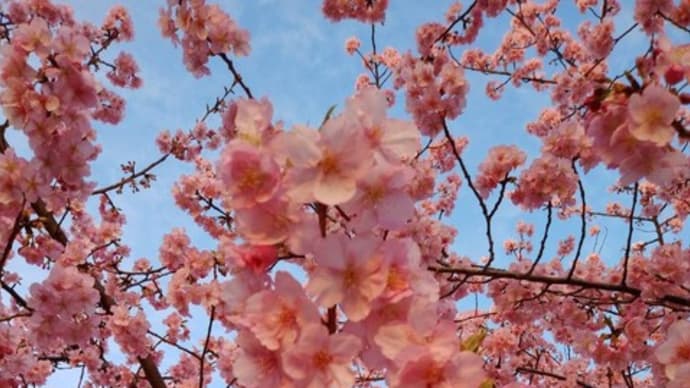 🌸春🌸