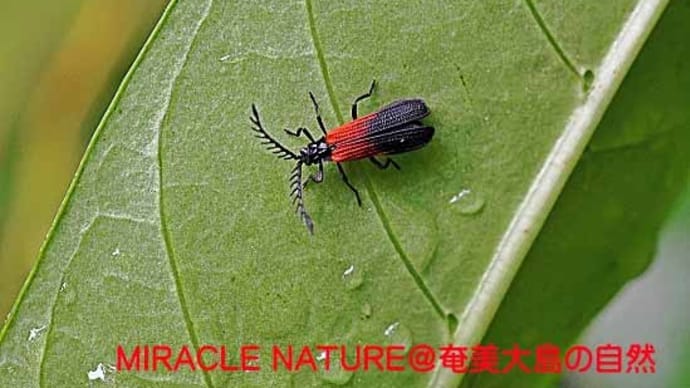 奄美大島の甲虫：アマミアカハネクロベニボタル