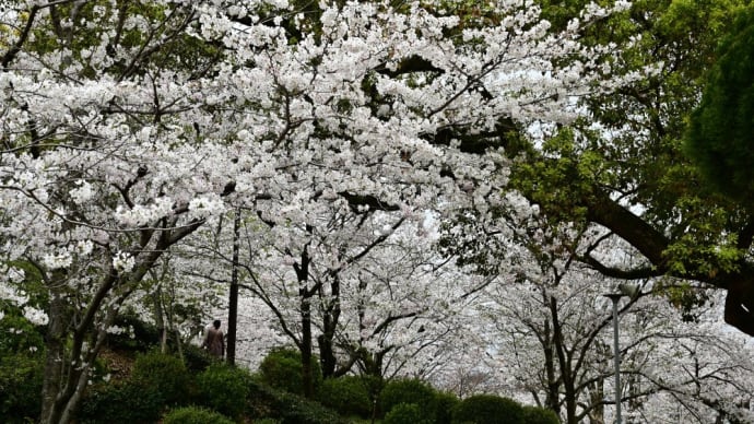 今年は一歩早く桜の花をみることができました。小城公園(佐賀県小城市)