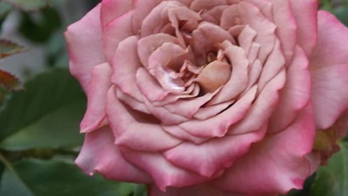 秋薔薇っぽくなってきたテナチュールと夏の花々♬母の命日に英国のエリザベス女王が御制御！