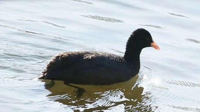 北帰行未だの冬鳥