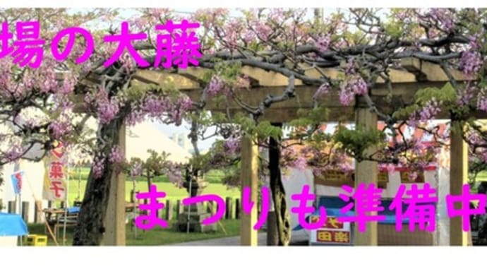 藤の里公園の大藤@大藤まつりがいよいよ明日開催されます😁