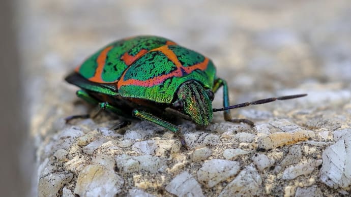 アカスジキンカメムシとキビタキ、今期初撮りなのだ!