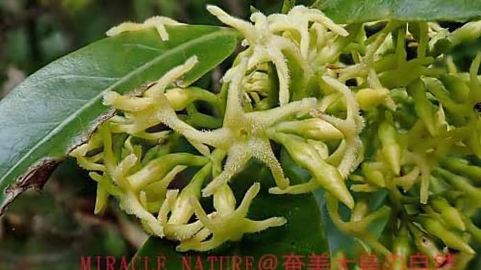 サカキカズラの花