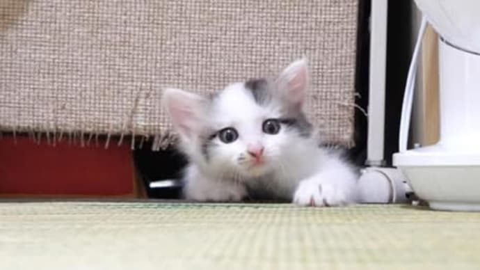 癒される猫ちゃんたちその⑦