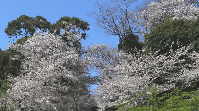 盛りの過ぎた桜など/東京4-3
