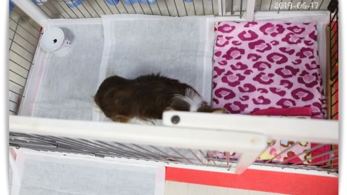 飼い主あるある( ̄▽ ̄;)