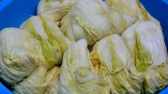 白菜38kg分 冷凍保存