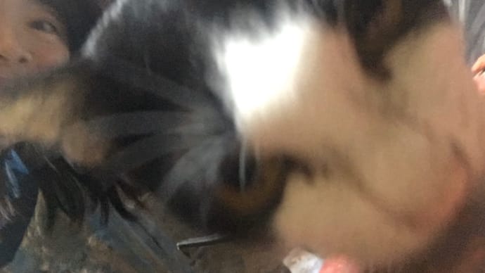 猫&バドミントン観戦日和♡