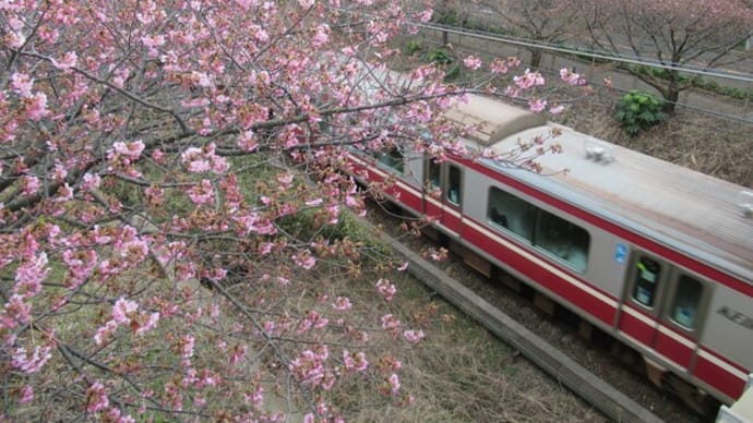 2025年2月17日 レポート第7回 三浦海岸の河津桜🌸🌸🌸開花状況~\(^-^)/ ★ まだまだガマン