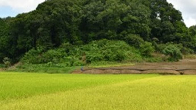 2020年9月5日 初秋の森、もとへ、まだまだ猛暑の森