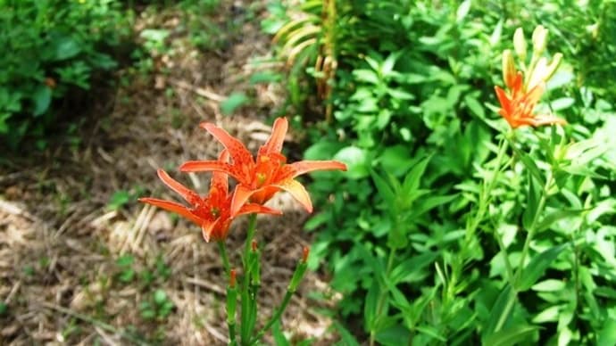 四季それぞれに楽しめる花たち~三原村「星ヶ丘公園」
