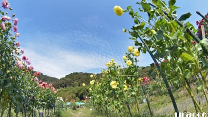 2021黒川ダリア園(6)