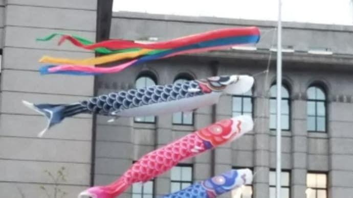 泳ぐコイを発見!