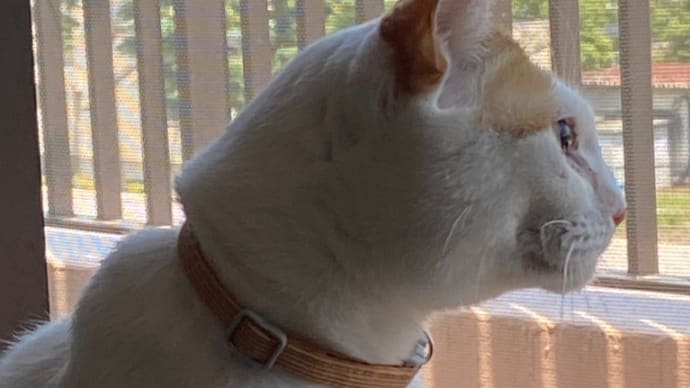 猫のいる生活、その2