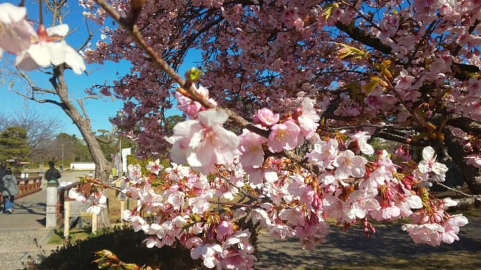 思い出フォト　91　2020年 2月　駿府城公園の桜
