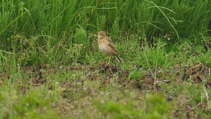 粟島の野鳥たち マミジロタヒバリ
