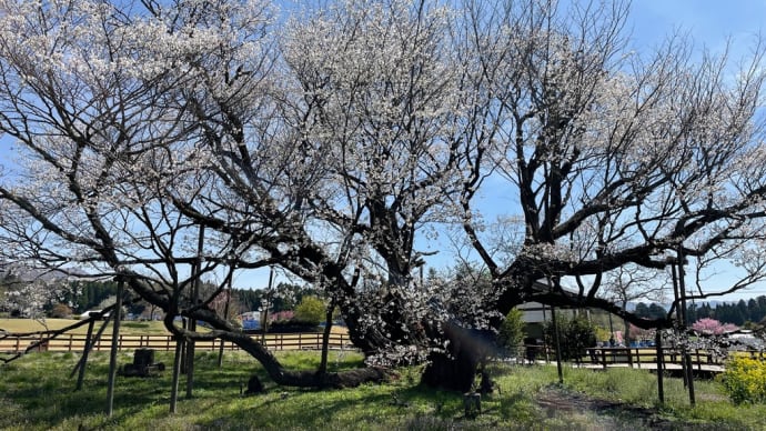 リベンジを果たす 一心行の大桜