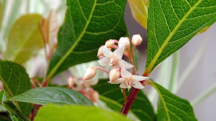 ヤブコウジの花が開花し、負けちゃいられないとばかりにコケモモも・・・!?