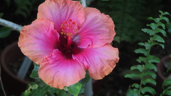ハイビスカスワールドへようこそ!~咲くやこの花館(3)