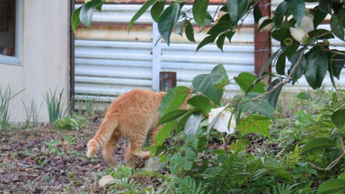 散歩で猫-21