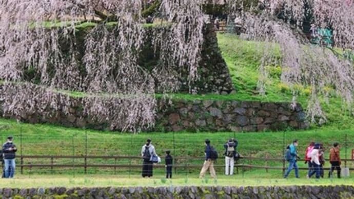 奈良一番の枝垂れ桜でしょうね!・・・又兵衛桜
