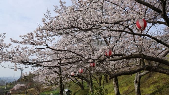 円通寺公園　桜開花状況　見頃　２０２４年４月７日