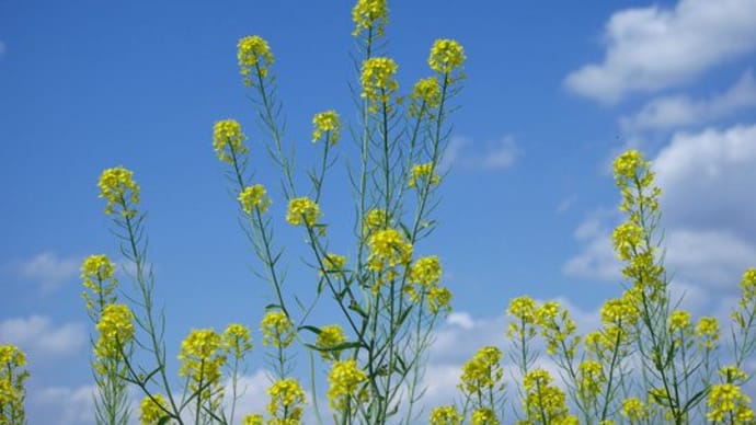春の野の花(一)