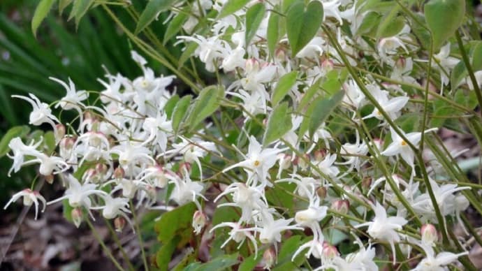 カタクリの里で見た 山野草 八重いちげ・シラネヤオイなど