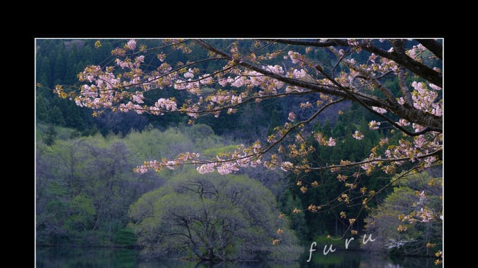 蛇ヶ池の桜
